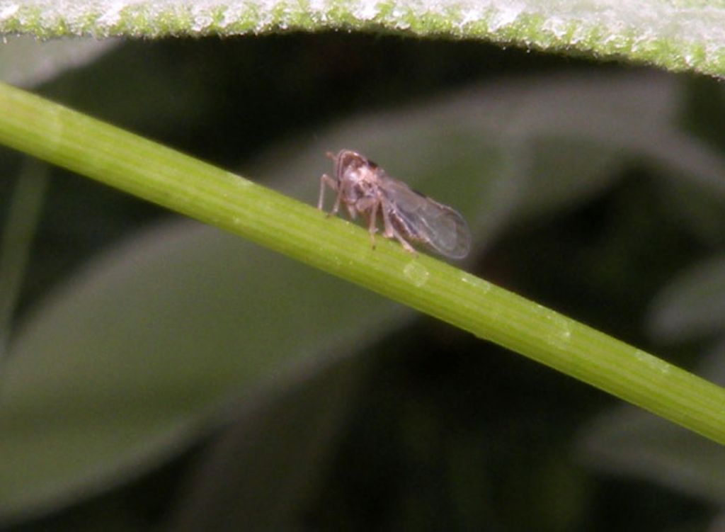 Laodelphax striatella?